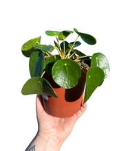 Load image into Gallery viewer, Pilea peperomioides
