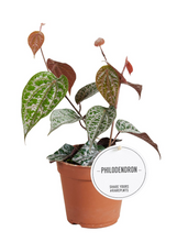 Lade das Bild in den Galerie-Viewer, Piper crocatum - Root Houseplants
