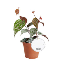 Lade das Bild in den Galerie-Viewer, Piper crocatum - Root Houseplants
