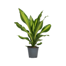 Load image into Gallery viewer, Dracaena fragrans Burley
