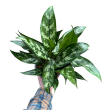 Load image into Gallery viewer, Aglaonema &#39;Maria&#39;
