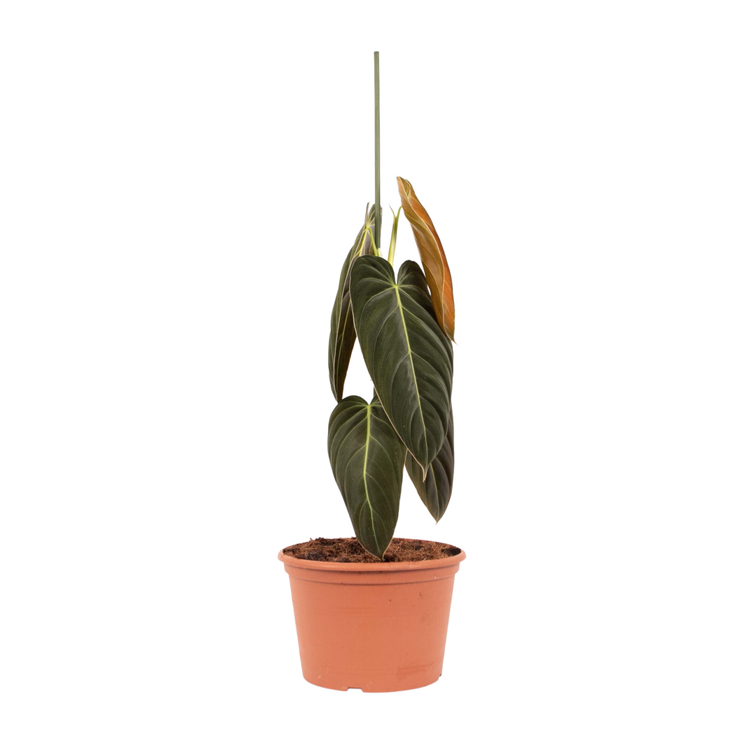 Philodendron melanochrysum