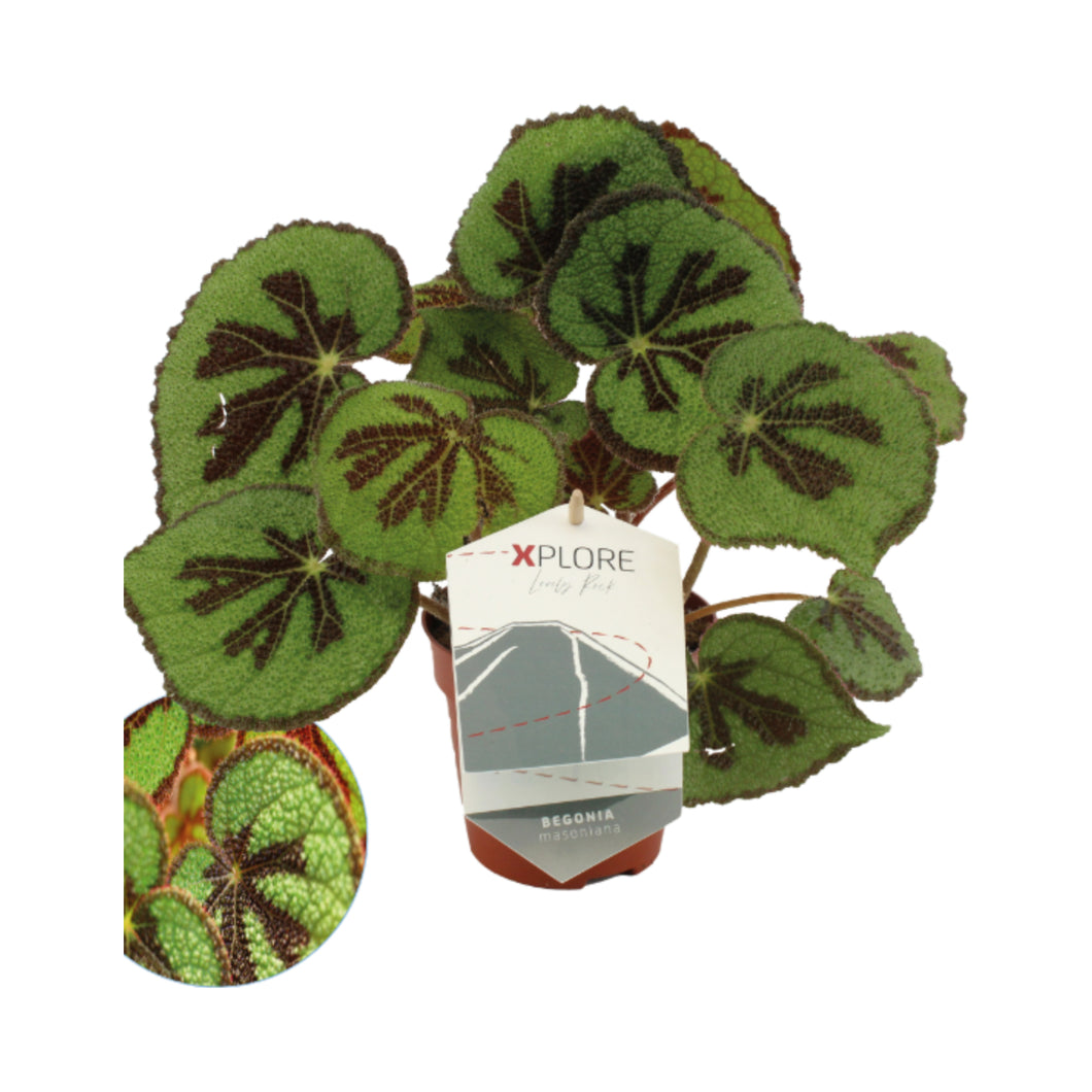 Begonia masoniana 'Rock'