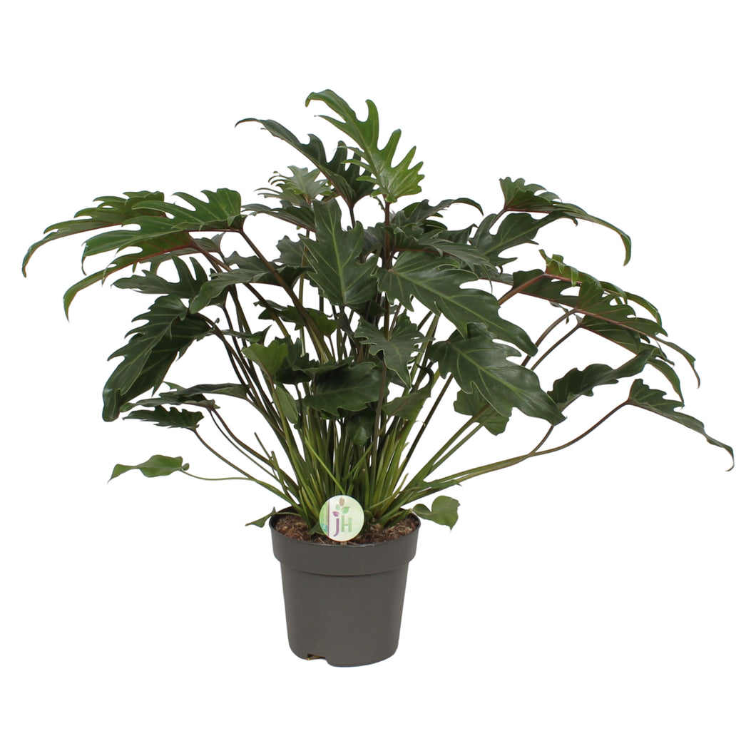 Philodendron xanadu