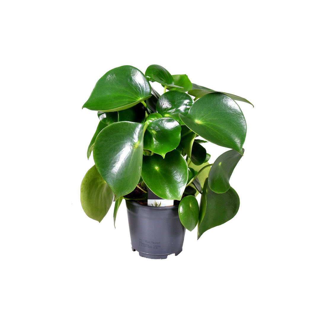 Peperomia polybotrya