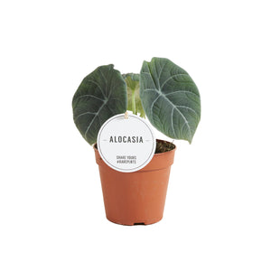 Alocasia maharani