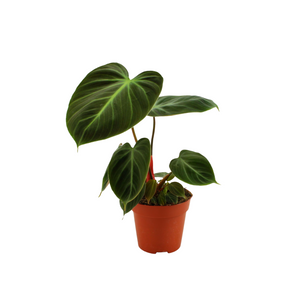 Philodendron rubrijuvenile (El Choco Red)