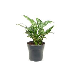 Aglaonema 'Maria'