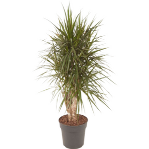 Dracaena marginata