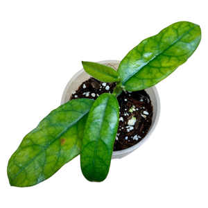 Hoya globulosa (syn. Hoya villosa)
