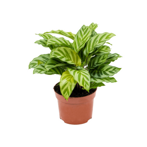 Calathea concinna 'Freddie'