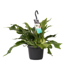 Afbeelding in Gallery-weergave laden, Platycerium bifurcatum - Staghorn fern - Root Houseplants
