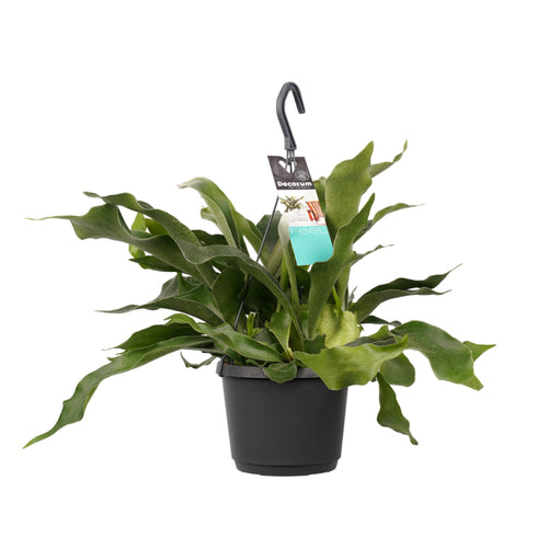 Platycerium bifurcatum - Staghorn fern - Root Houseplants