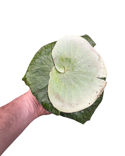 Platycerium superbum - Root Houseplants