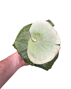 Platycerium superbum - Root Houseplants