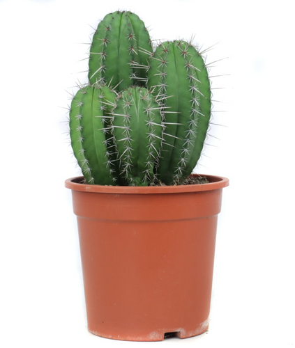 Polaskia chichipe - Root Houseplants