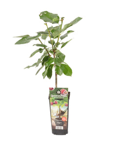 Prunus avium 'Van' - Cherry Tree - Root Houseplants