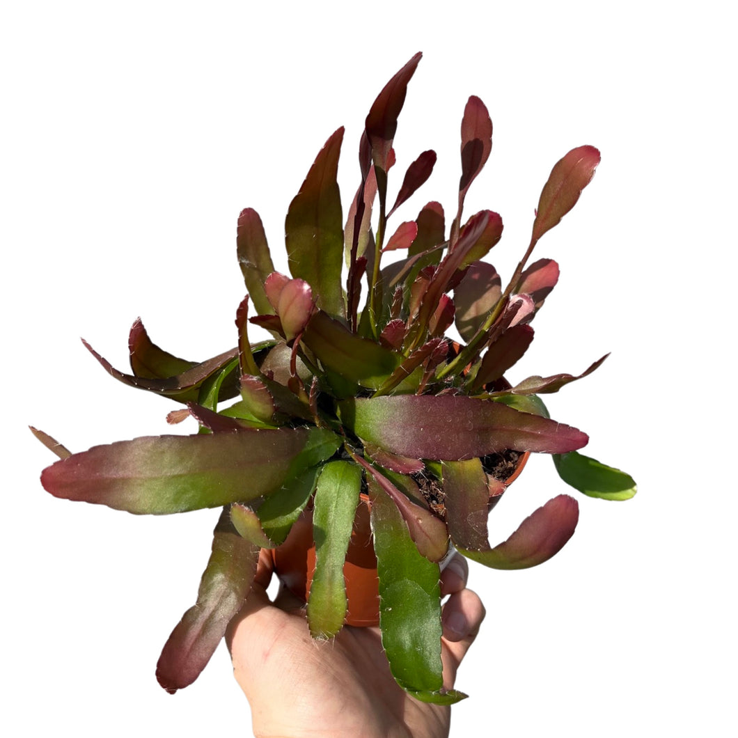 Pseudorhipsalis ramulosa 'Red Coral' - Root Houseplants