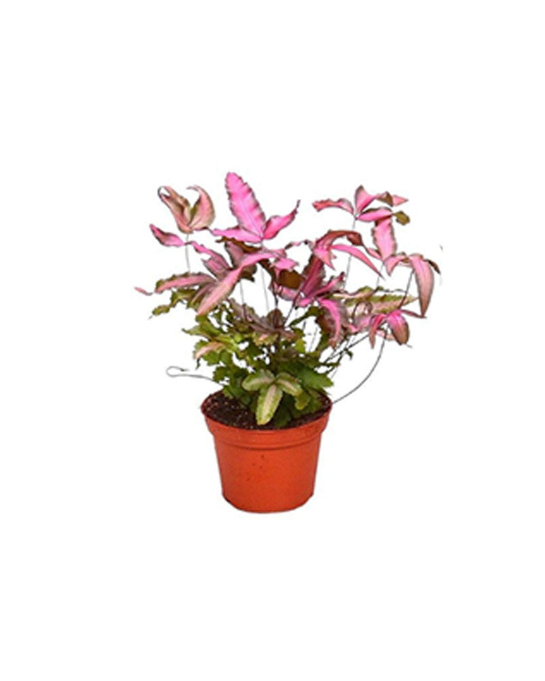 Pteris cretica 'Albolineata Pink' - Root Houseplants