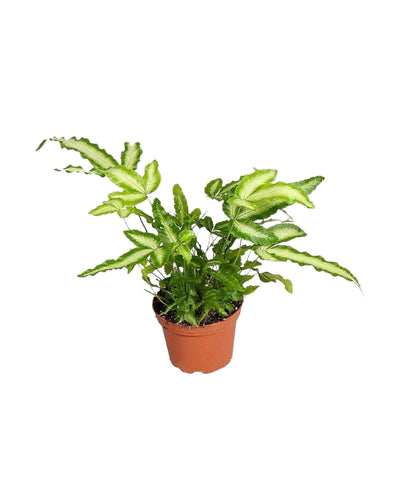 Pteris cretica 'Albolineata' - Root Houseplants