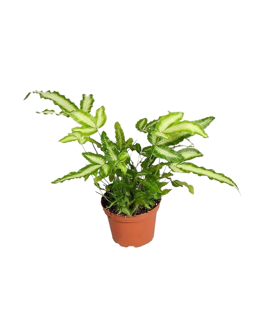 Pteris cretica 'Albolineata' - Root Houseplants