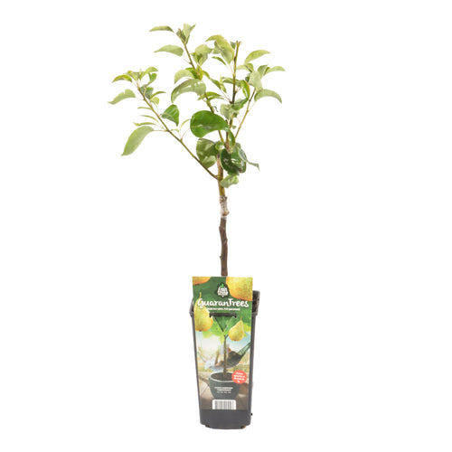 Pyrus communis 'Conference - Pear Tree - Root Houseplants