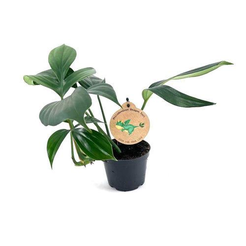 Rhaphidophora decursiva - Root Houseplants