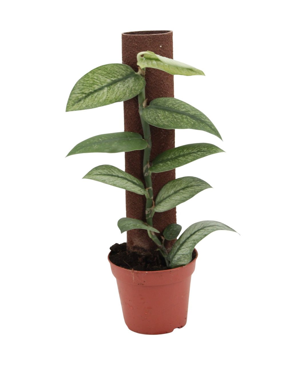 Rhaphidophora hongkongensis variegata - Root Houseplants