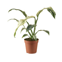 Charger l&#39;image dans la galerie, Rhaphidophora puberula Variegata - Root Houseplants
