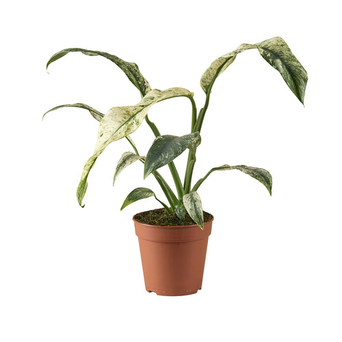 Rhaphidophora puberula Variegata - Root Houseplants