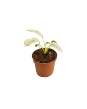 Charger l&#39;image dans la galerie, Rhaphidophora puberula Variegata - Root Houseplants
