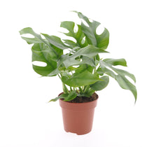 Charger l&#39;image dans la galerie, Rhaphidophora tetrasperma - Root Houseplants
