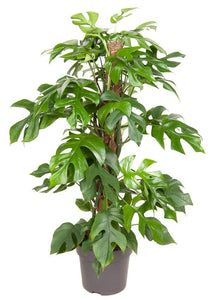 Rhaphidophora tetrasperma - Root Houseplants