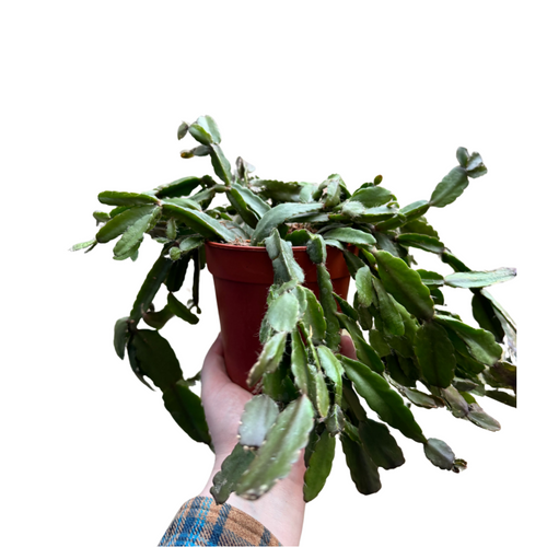 Rhipsalis agudoensis - Root Houseplants
