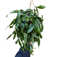 Lade das Bild in den Galerie-Viewer, Rhipsalis crispata - Root Houseplants
