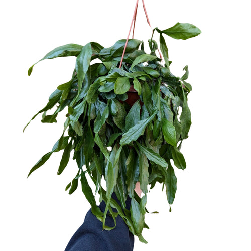 Rhipsalis crispata - Root Houseplants