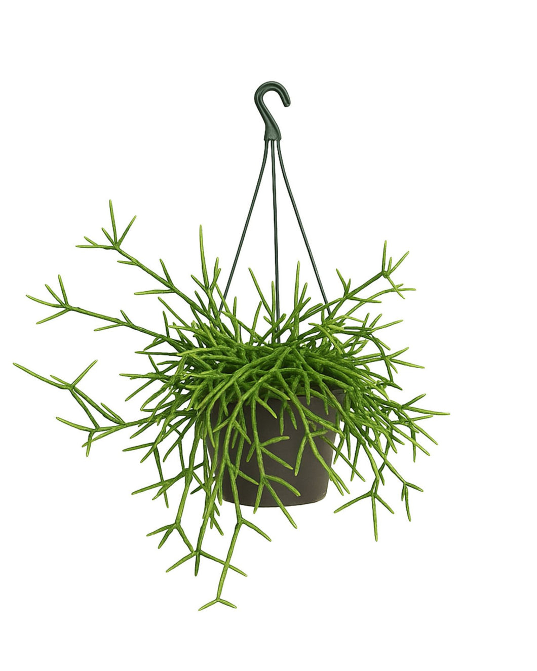 Rhipsalis teres - Root Houseplants