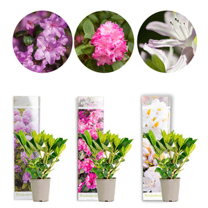 Rhododendron Mix - Root Houseplants