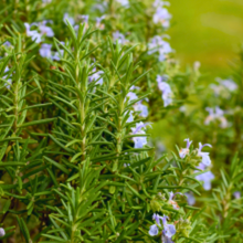Load image into Gallery viewer, Rosemary - Rosmarinus officinalis - Root Houseplants
