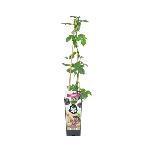 Rubus fruticosus 'Thornfree' - Blackberry - Root Houseplants