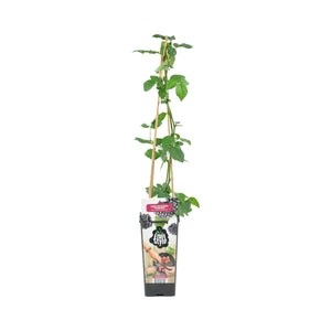 Rubus fruticosus 'Thornfree' - Blackberry - Root Houseplants