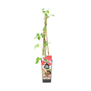 Rubus Idaeus - Raspberry 'Heritage' - Root Houseplants