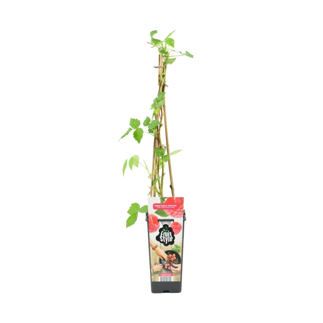 Rubus Idaeus - Raspberry 'Heritage' - Root Houseplants