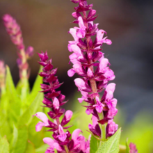 Lade das Bild in den Galerie-Viewer, Salvia nemorosa &#39;Sensation Deep Rose&#39; - Root Houseplants
