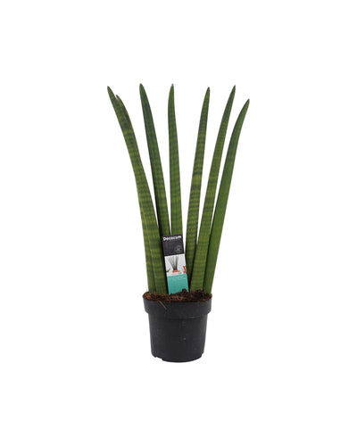 Sansevieria cylindrica - Root Houseplants