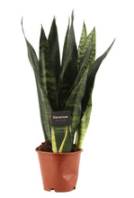 Charger l&#39;image dans la galerie, Sansevieria trifasciata &#39;Black Coral&#39; - Root Houseplants
