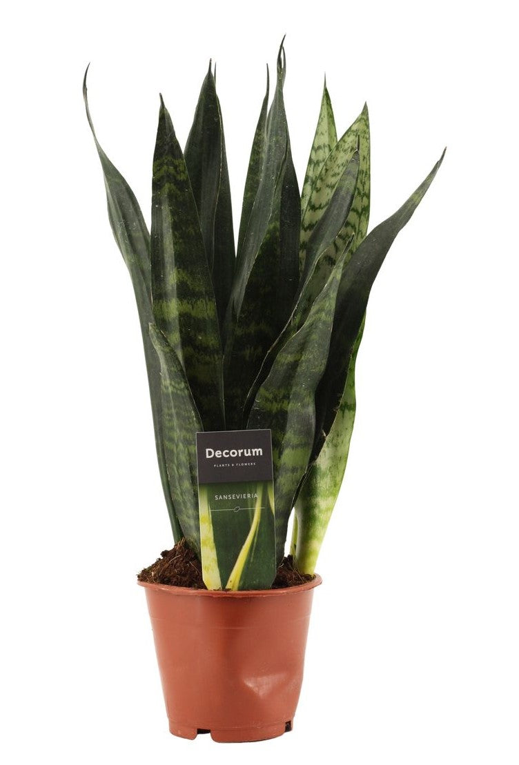 Sansevieria trifasciata 'Black Coral' - Root Houseplants