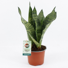Charger l&#39;image dans la galerie, Sansevieria trifasciata &#39;Black Coral&#39; - Root Houseplants
