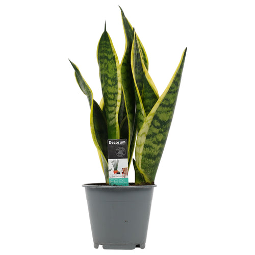 Sansevieria trifasciata 'Futura Superba' - Root Houseplants