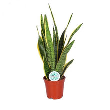 Lade das Bild in den Galerie-Viewer, Sansevieria trifasciata &#39;Laurentii&#39; - Root Houseplants
